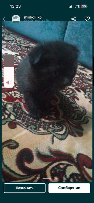 Продам котенка 5к