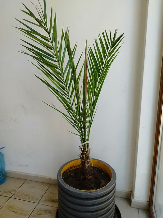 Финикова палма висока 1 метър