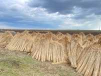 Snopi STUF calitate superioara,  Reed bundles,  Acoperis Stuf, Umbrele