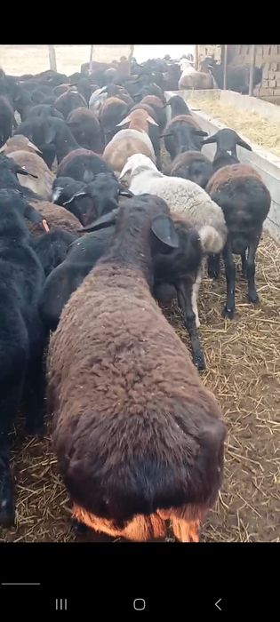 Qochqorlar 120 ta bor