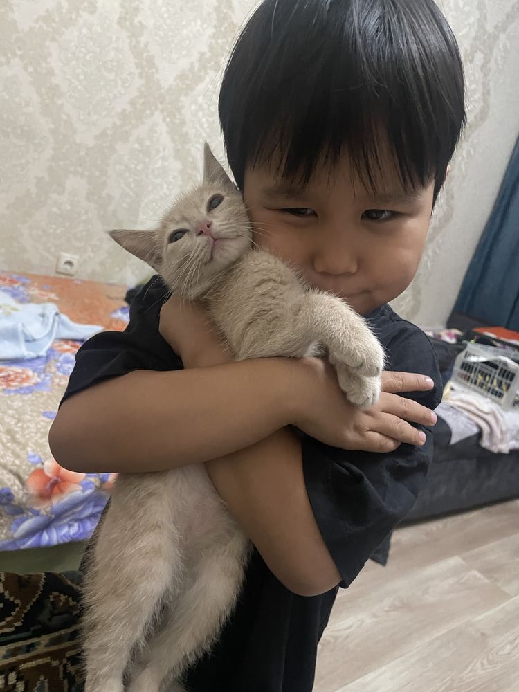 Котенок мысық кошка кот
