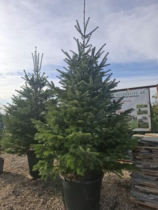 Vând brazi la ghiveci