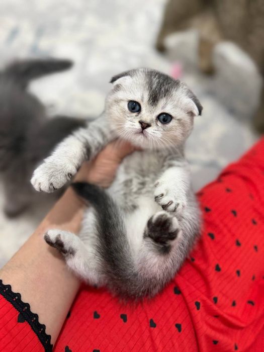 Мушук зотли скотиш фолд киз шиншилла