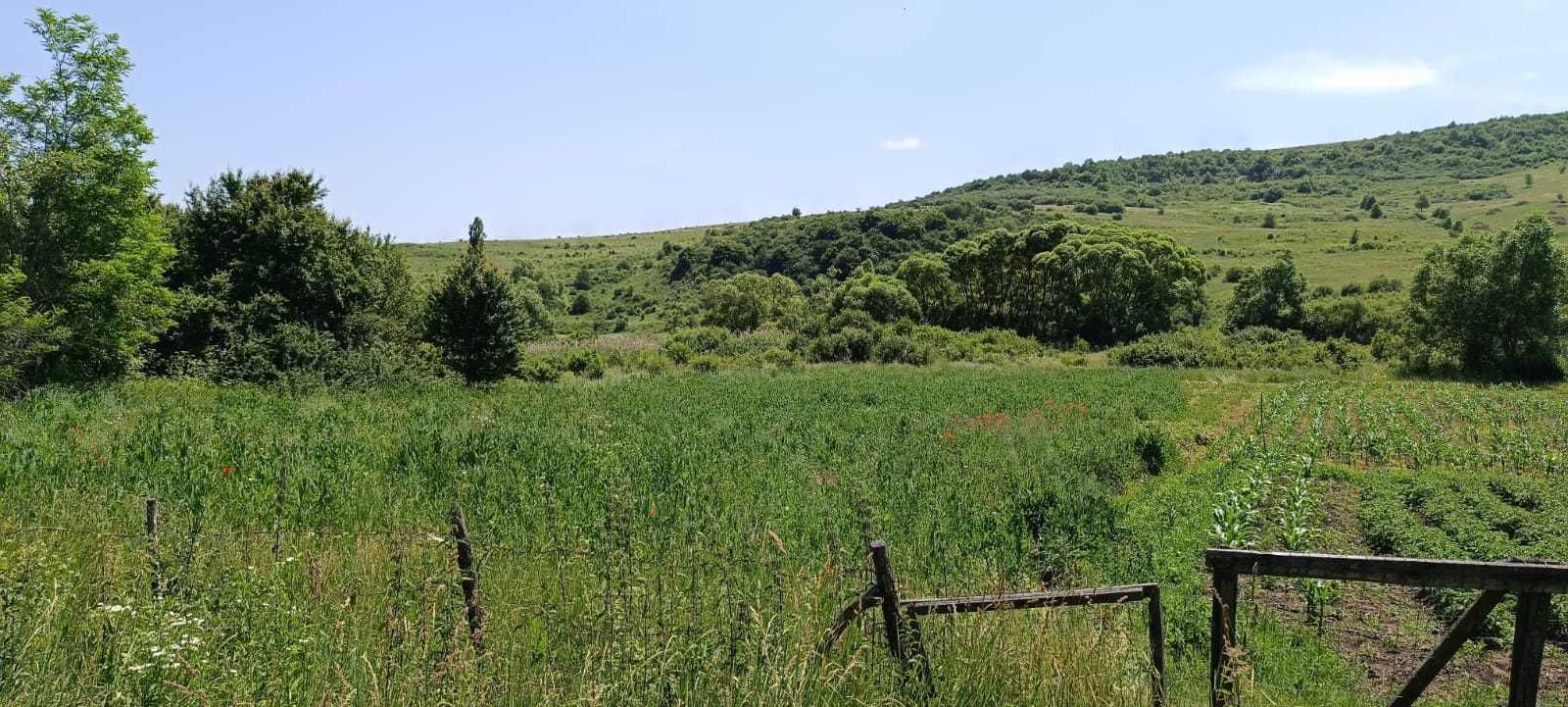 Teren intravilan 1500 mp, sat Giula comuna Borsa
