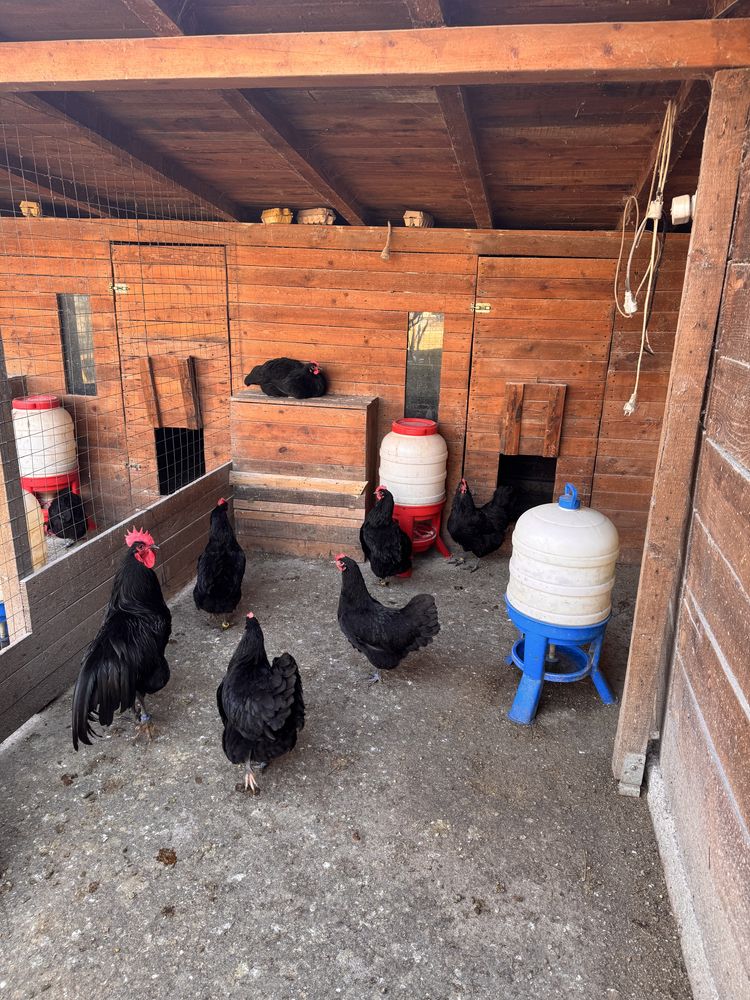 Vand Gaini si Cocos rasa Australorp negru de oua