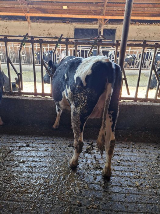 Vindem Tineret- Femele- Holstein, GESTANTE- 43 capete