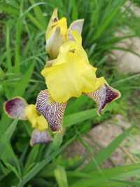 Vând rizomi de iris germanica, sau ofer la schimb pe alte culori