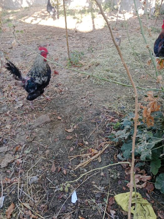 Продается петухи черные 8 месячные  большие