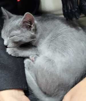 Donez pisici metis Albastru de Rusia