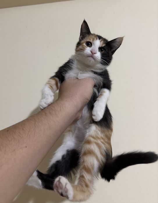 Mushuk bollari hadyaga beriladi toshkenda oqip tel qlila