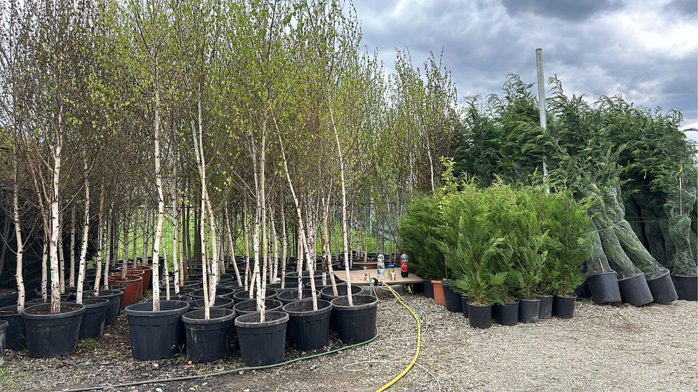 Tuia brazi catalpa artari tei mesteacan maslini pom-pom spirale bosai