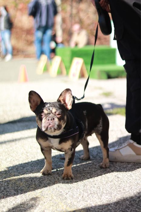 Френски булдог french bulldog