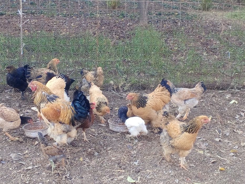 Brama tovuqlar, xoʻrozlar sotiladi