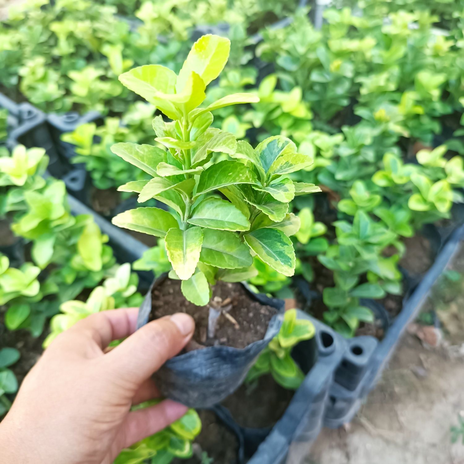 Бересклет кучатлари