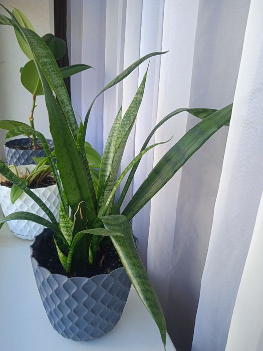 Продаю комнатное растение