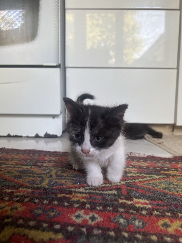 Отдам котят в хорошие руки