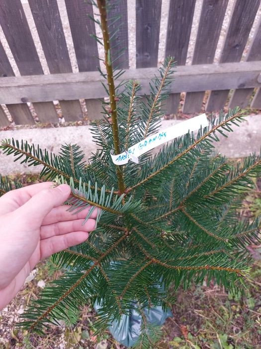 Brazi Abies grandis cu balot de pamant- calibru 70-90 cm