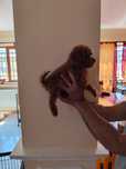 Pudel Toy 2 luni