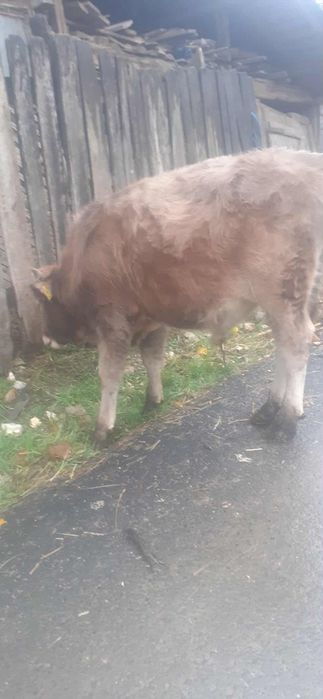 Vând vițel de lapte