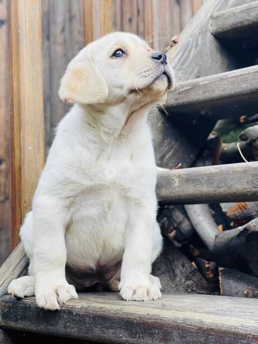 Labrador la tine acasă