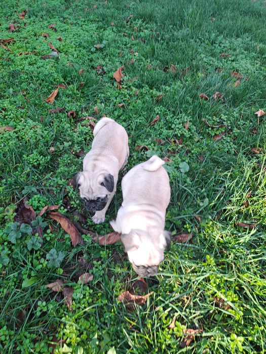 Мопс. Мопс. Мопс