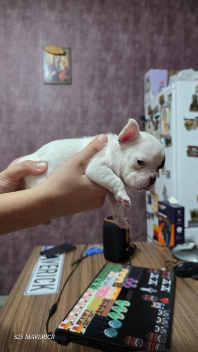 Френски булдог french bulldog