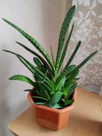 Gasteria carinata