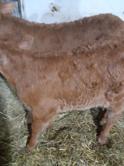 Tauras si vitea baltati semiintarcati