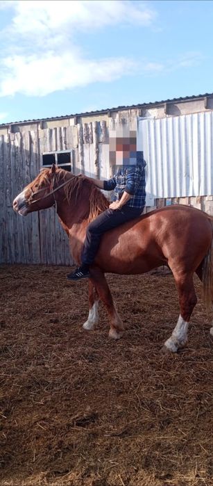 Продам жеребца на племя