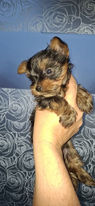 Yorkshirre terrier fetița