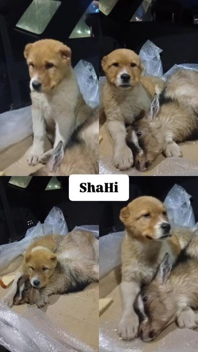 Продам щенка тобет алабай (САО)