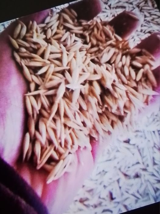 Vând ovăz, calitate bună!Lehliu jud Călărași