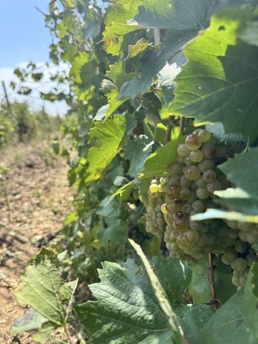 Vand struguri vin