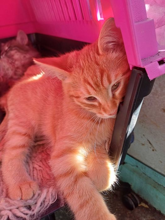 Две котета си търсят дом