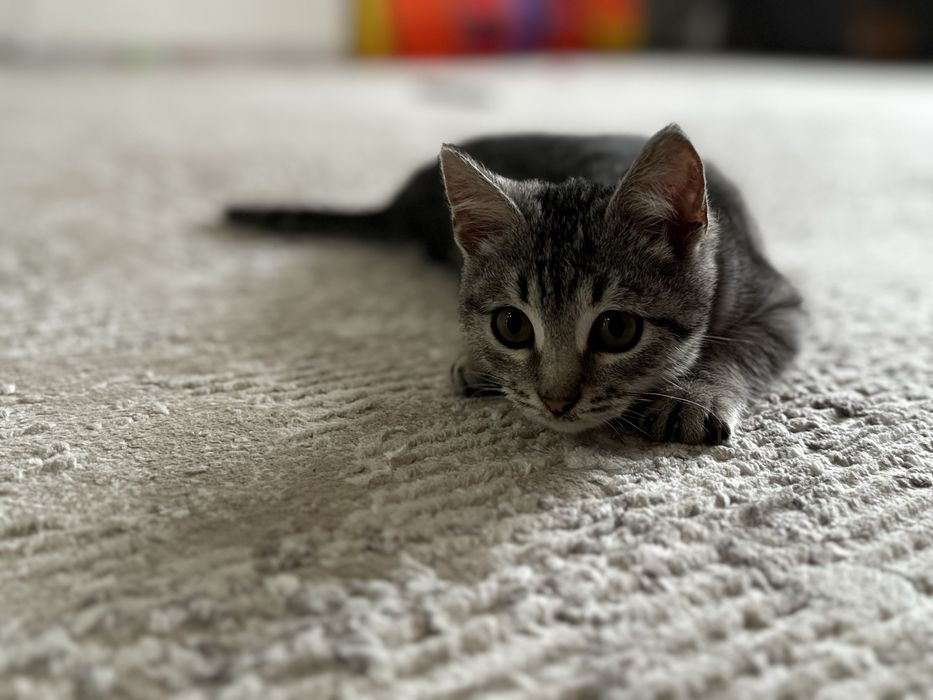 Отдам котенка в хорошие руки