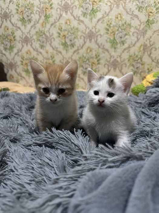 котята в хорошие руки