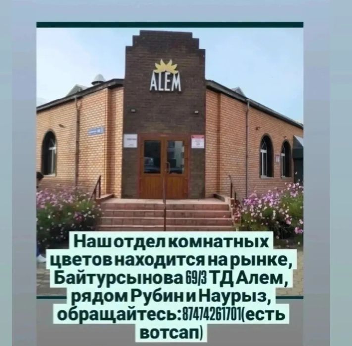 Комнатные цветы в Алеме,на рынке, приходите