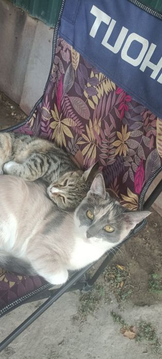 Отдам котят и кошечек