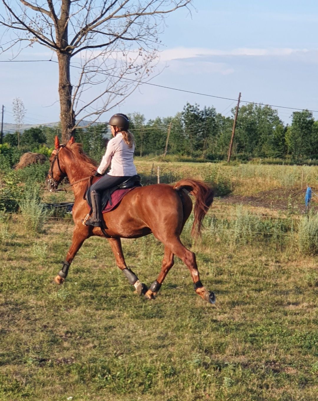 Cal echitatie working equitation