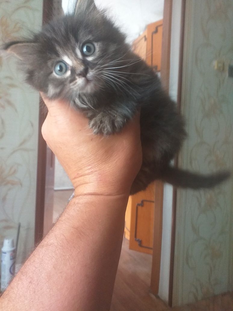 Дарю кошку в майкудуке