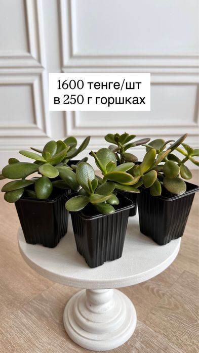 Денежное дерево (крассула, толстянка, крассула хоббит)