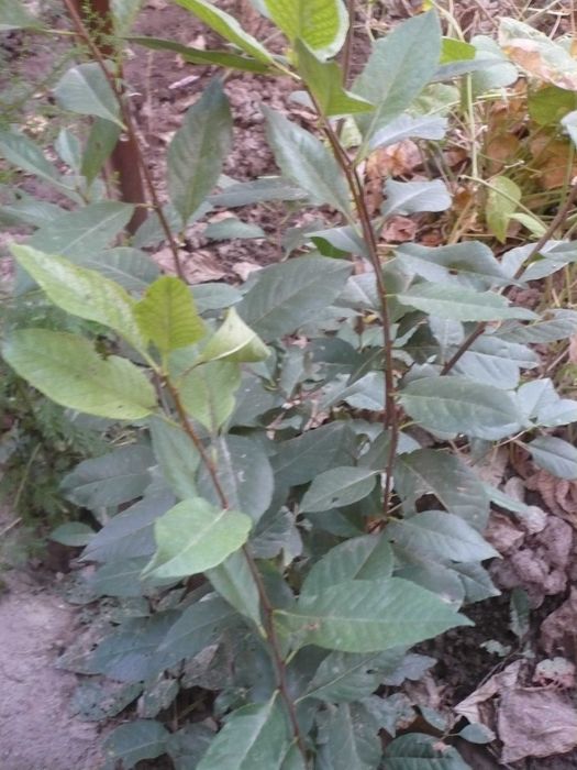 Саженцы вишни и других дачных деревьев и кустарников