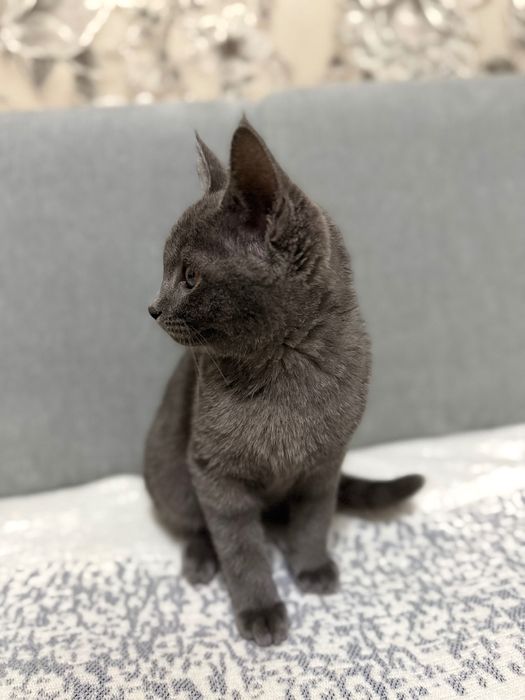 Отдадим котенка в хорошие руки