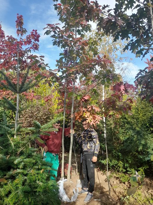 Plante ornamentale mesteacan tei,pawlonia