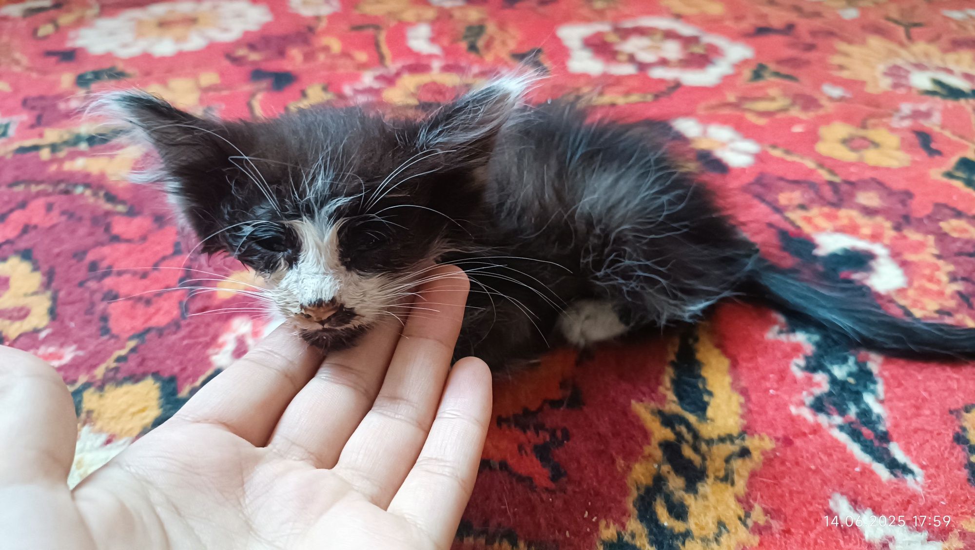 Котята отдам даром
