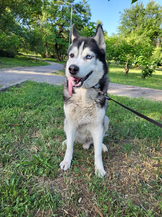 Отдам в хорошие руки, только женскому полу!!!