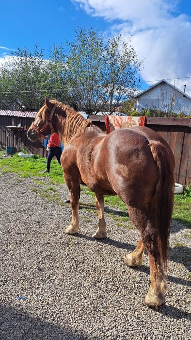 Cal castrat de vanzare 6 ani