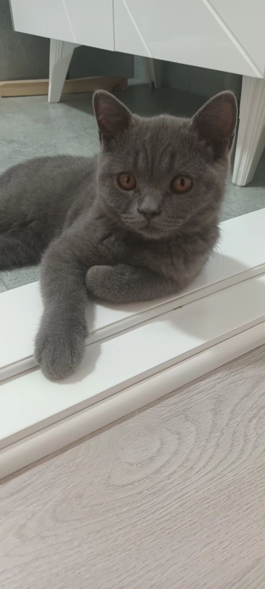 Продаётся котёнок скотиш страйт