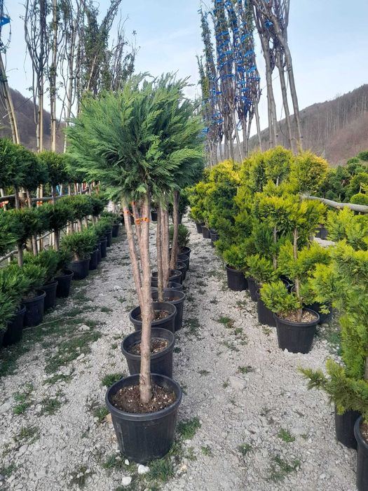 Plante Ornamentale