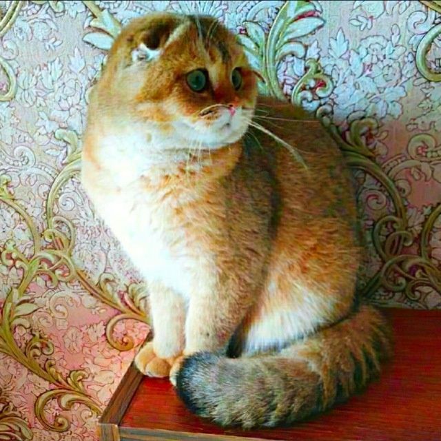 Бронь.Шикарные котята,золотая шиншилла.